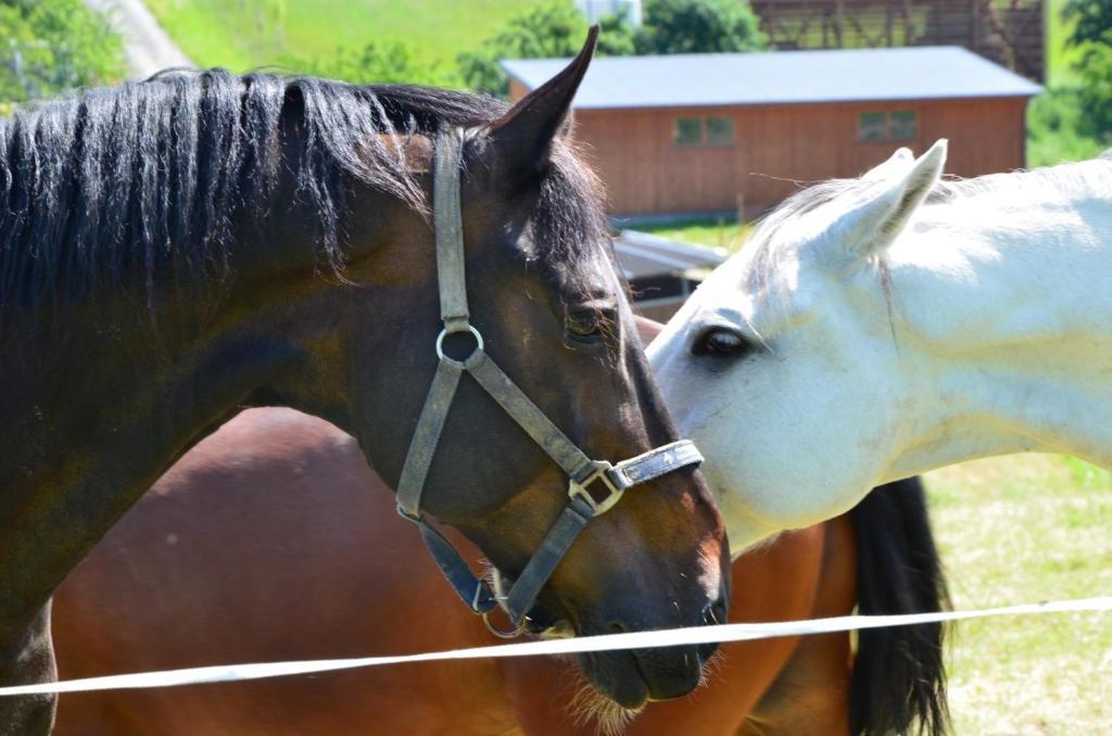 Hotel Horse Riding - Jezdecky Areal Tršice エクステリア 写真