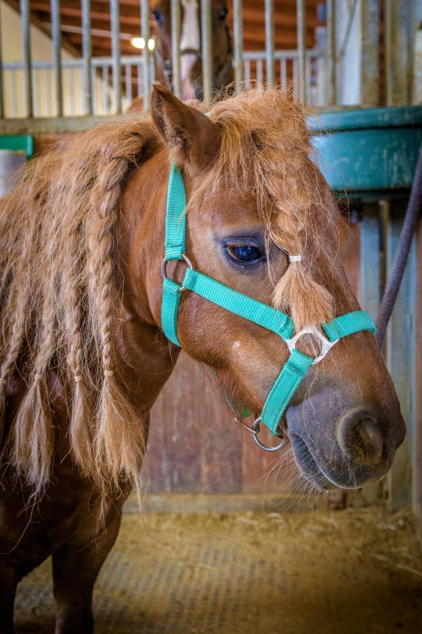 Hotel Horse Riding - Jezdecky Areal Tršice エクステリア 写真